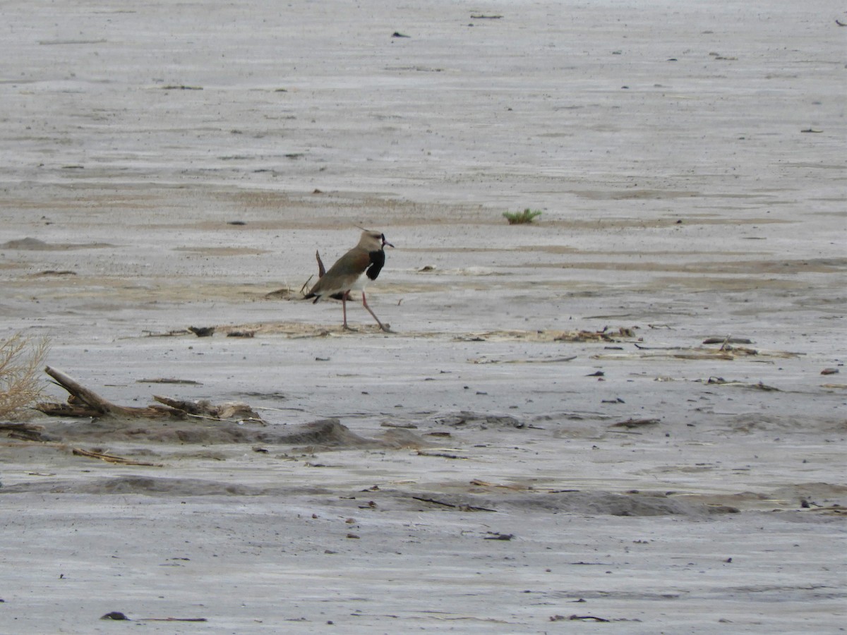 Southern Lapwing - ML620794630