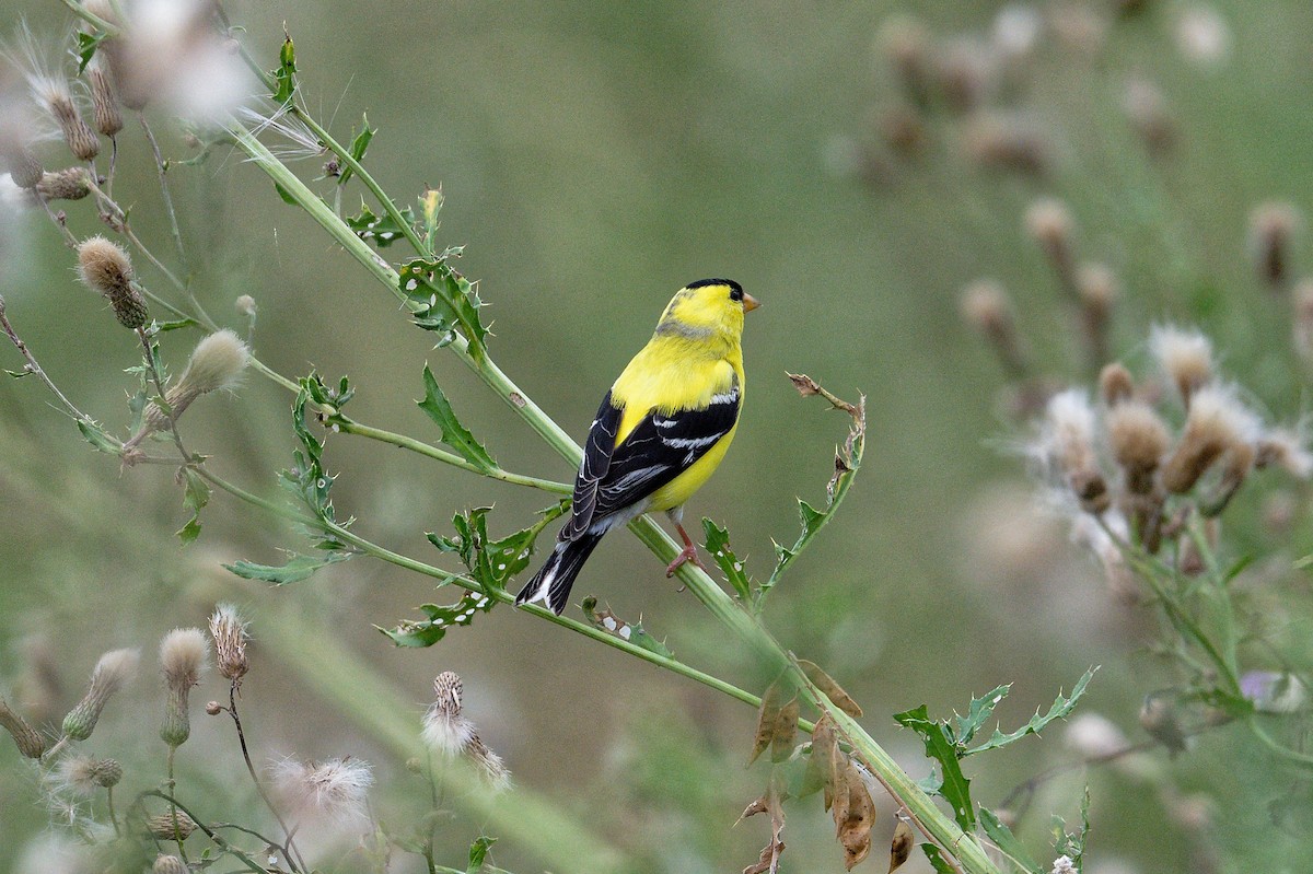 American Goldfinch - ML620794632