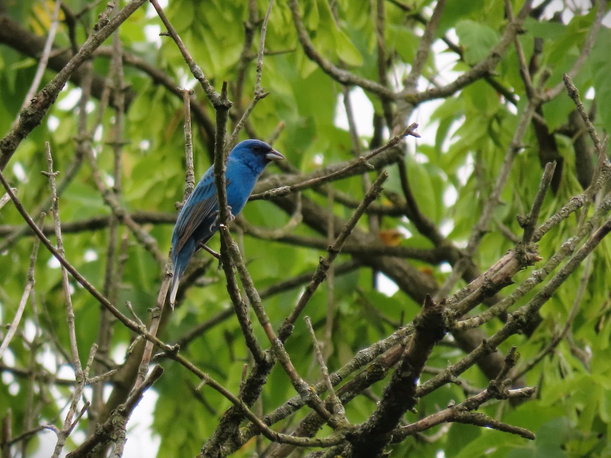 Indigo Bunting - Susan Young