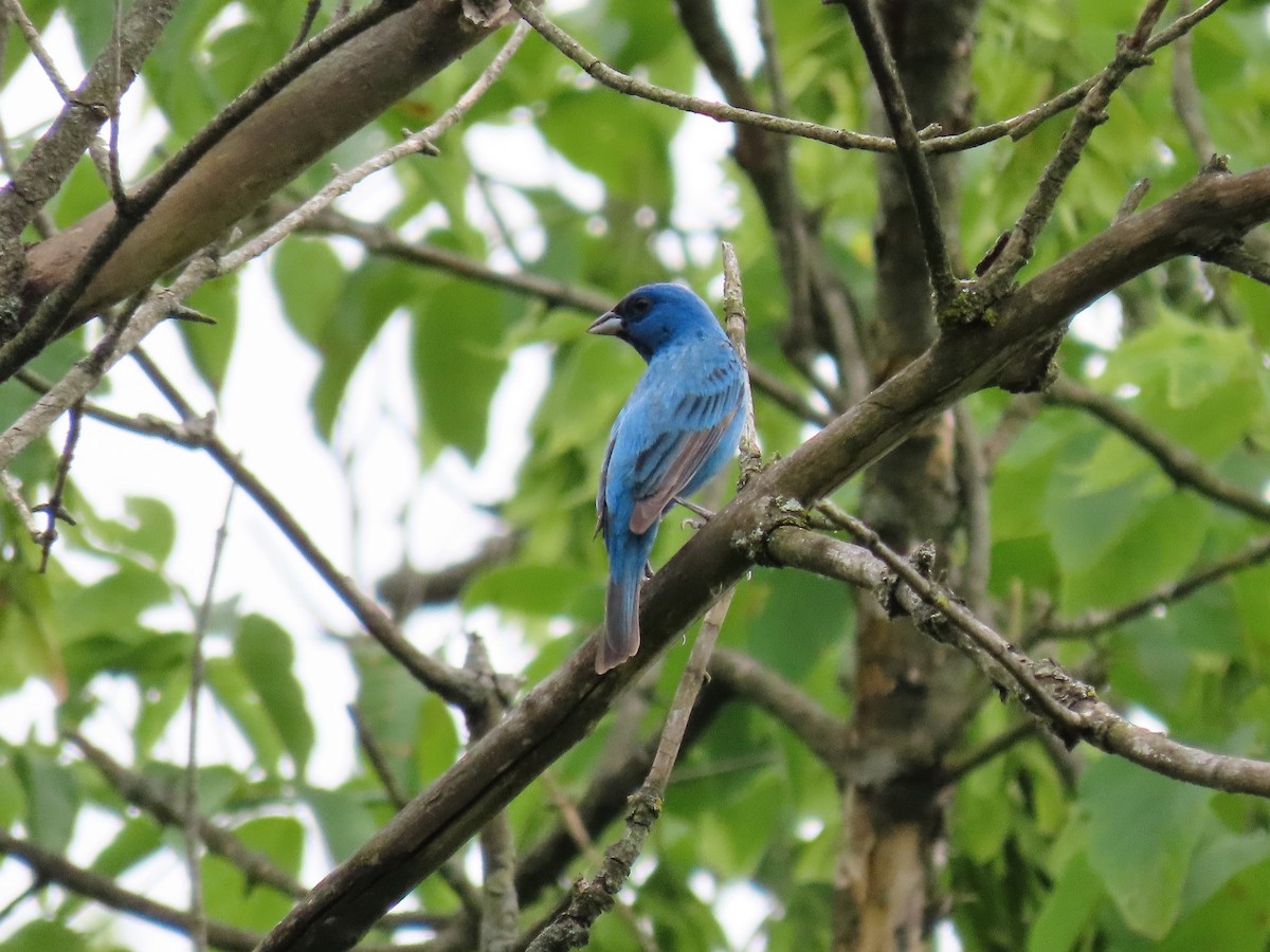 Indigo Bunting - ML620794638