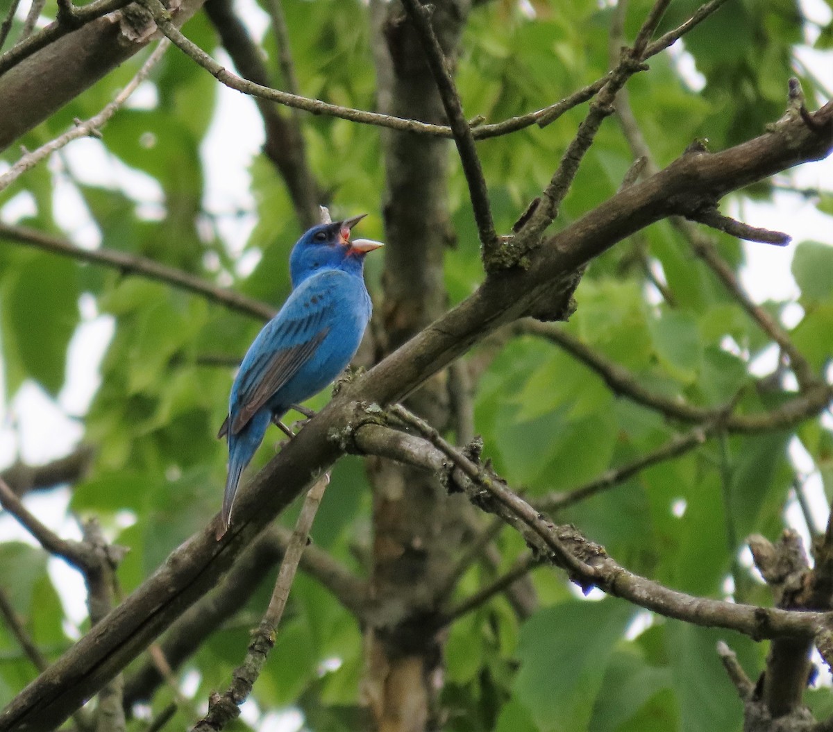 Indigo Bunting - ML620794639