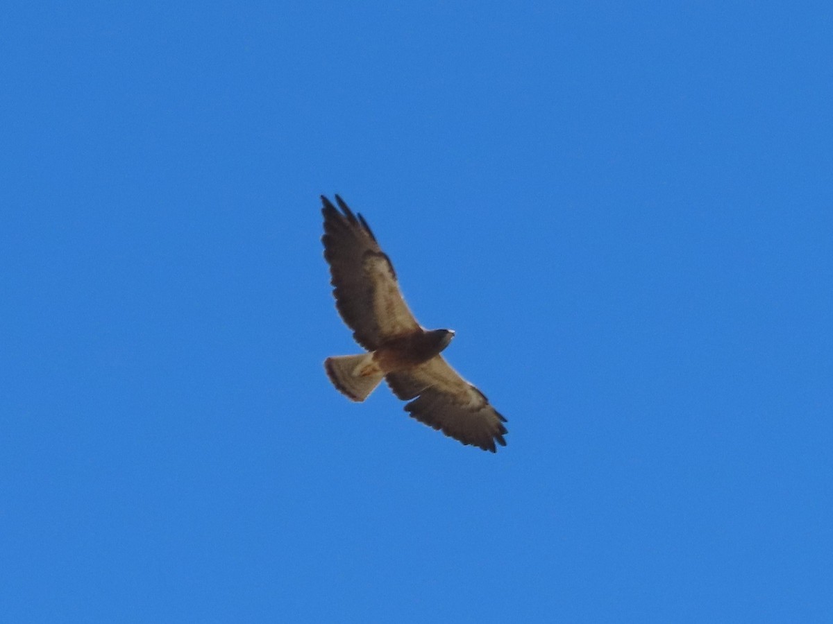 Swainson's Hawk - Karen Richardson