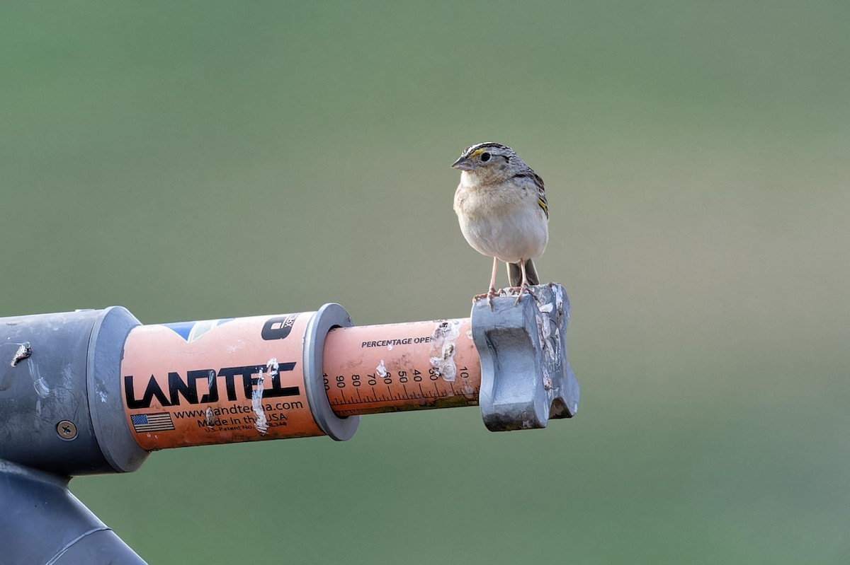 Grasshopper Sparrow - ML620794642