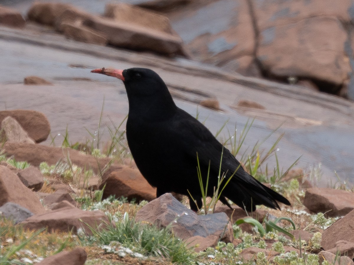 Red-billed Chough - ML620794647