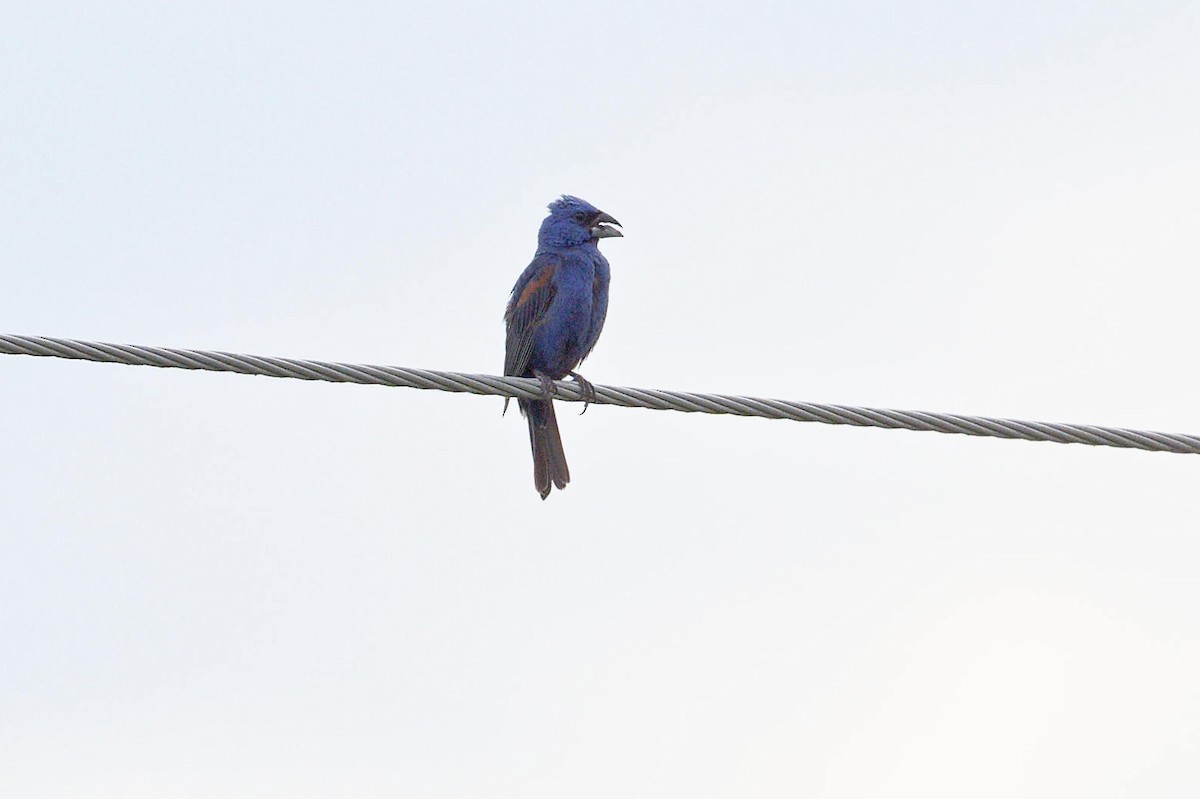 Guiraca bleu - ML620794650