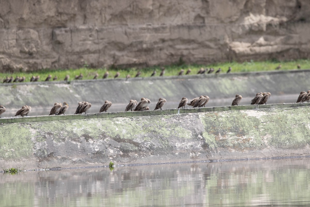 Yellow-billed Pintail - ML620794651