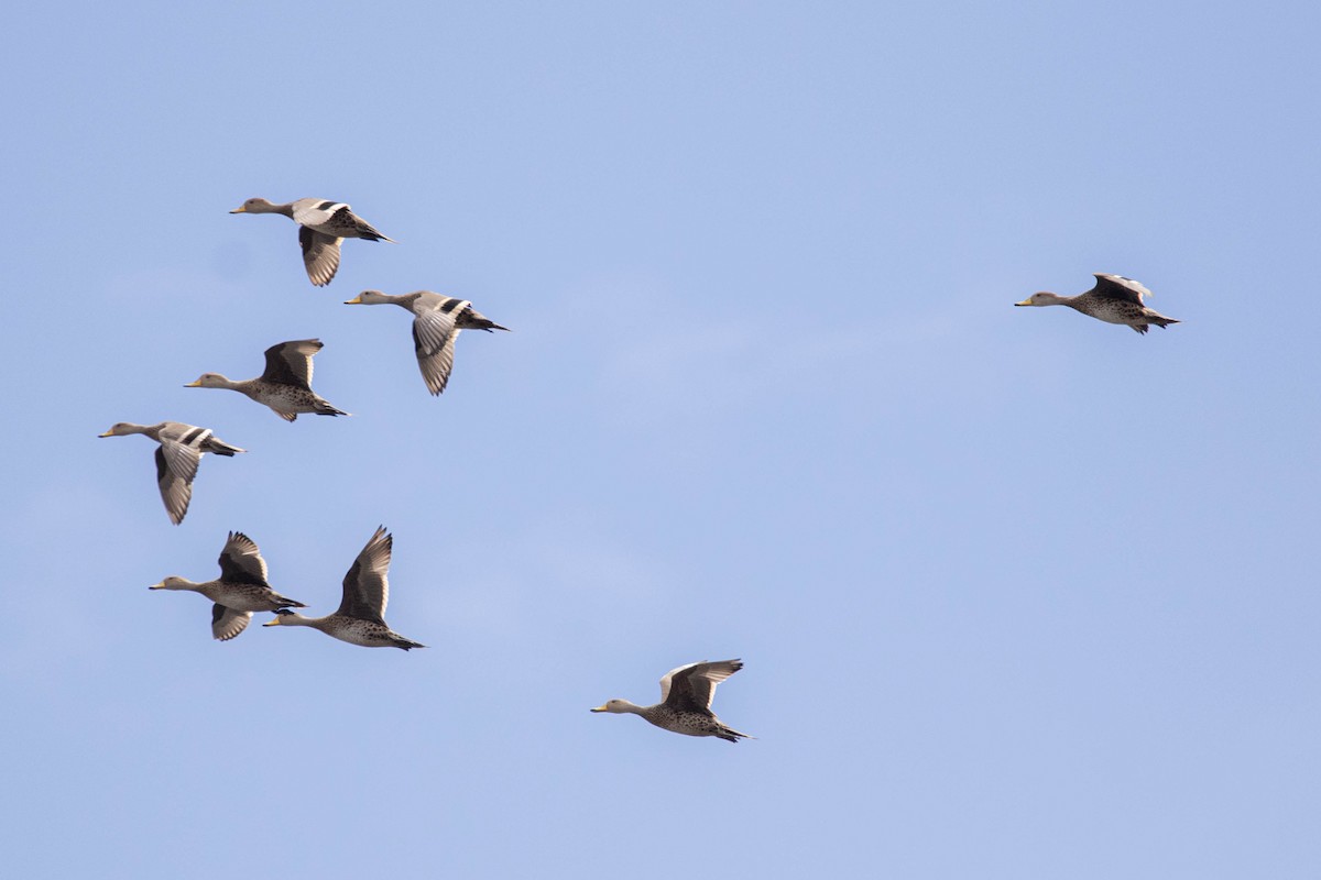 Yellow-billed Pintail - ML620794656