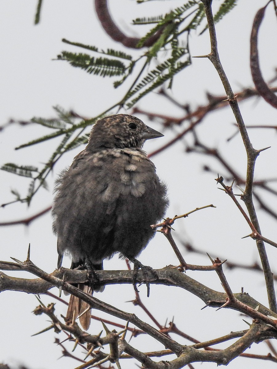 Brown-headed Cowbird - ML620794657