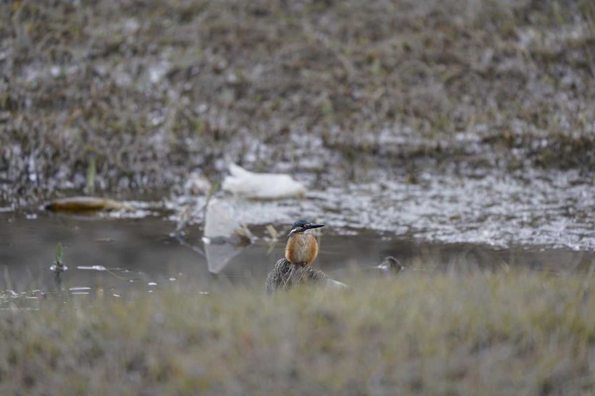 Common Kingfisher - ML620794665