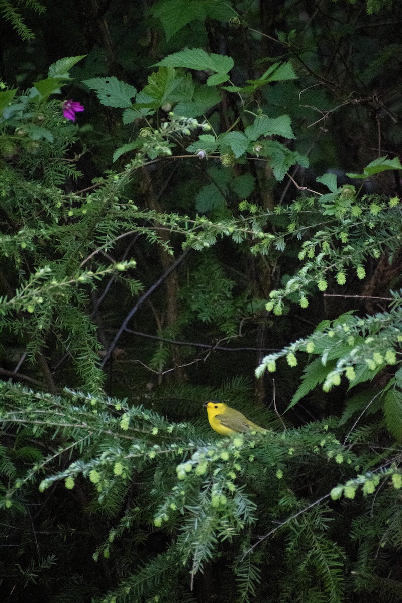 Wilson's Warbler - ML620794673