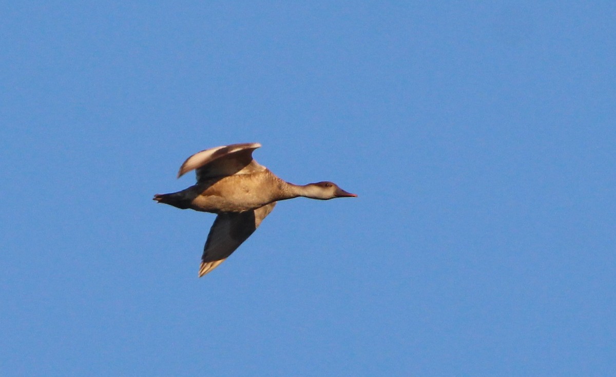 Red-crested Pochard - ML620794675