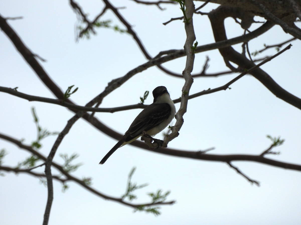 Loggerhead Kingbird - ML620794676