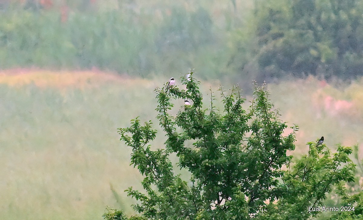 Lesser Gray Shrike - ML620794677