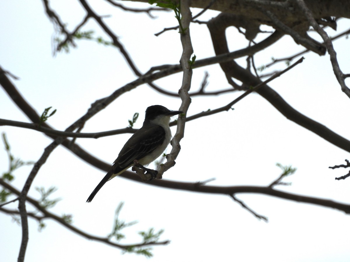 Loggerhead Kingbird - ML620794678