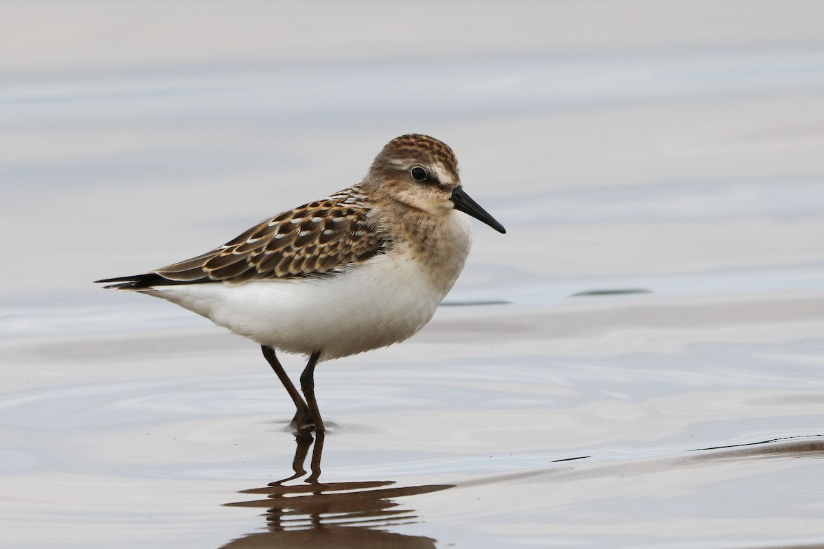 Semipalmated Sandpiper - ML620794680