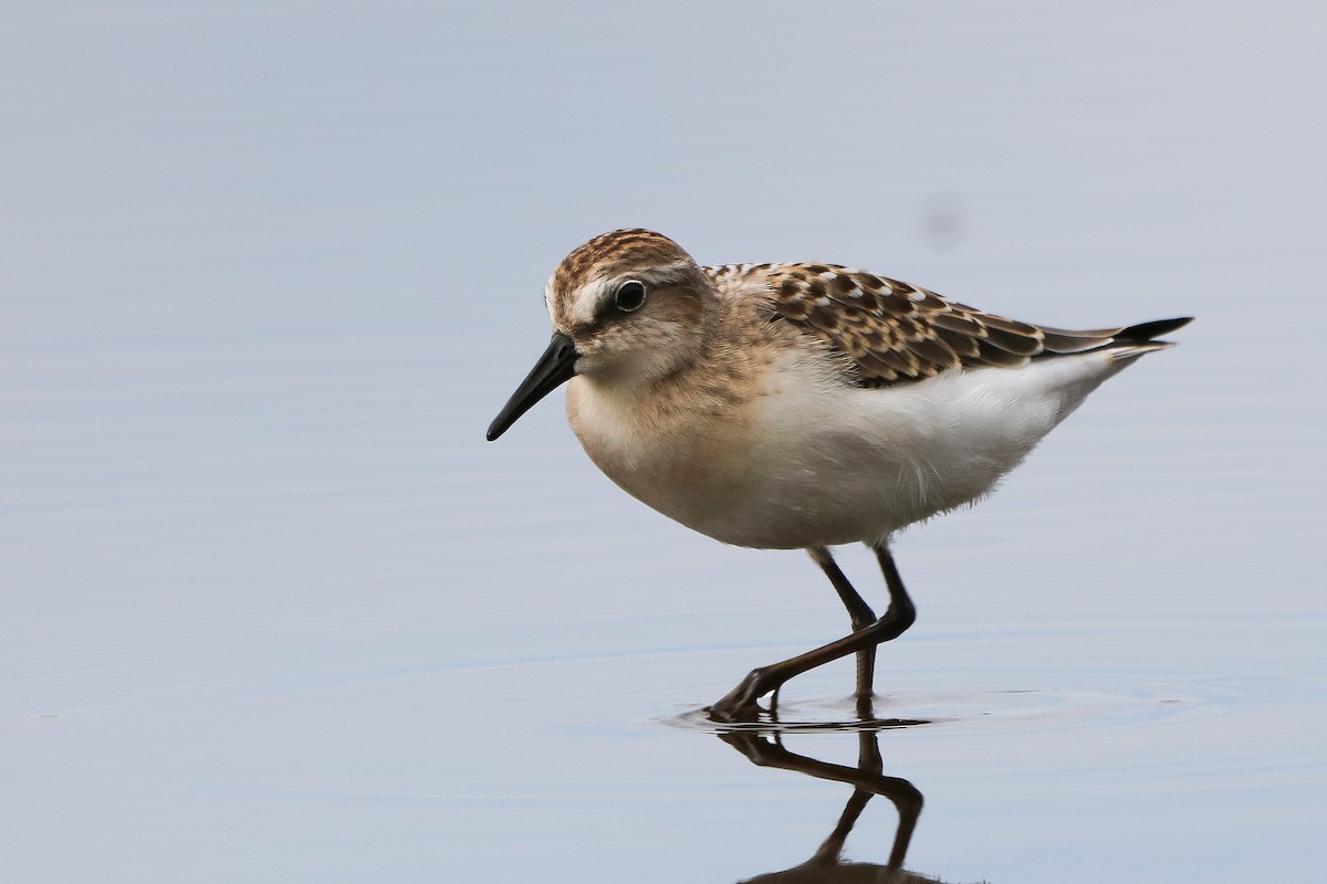 Semipalmated Sandpiper - ML620794681