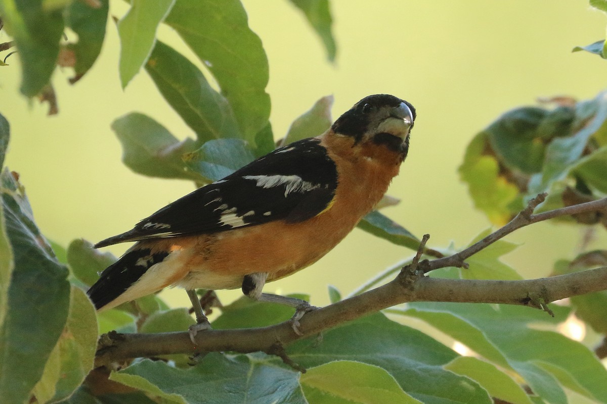 Cardinal à tête noire - ML620794683