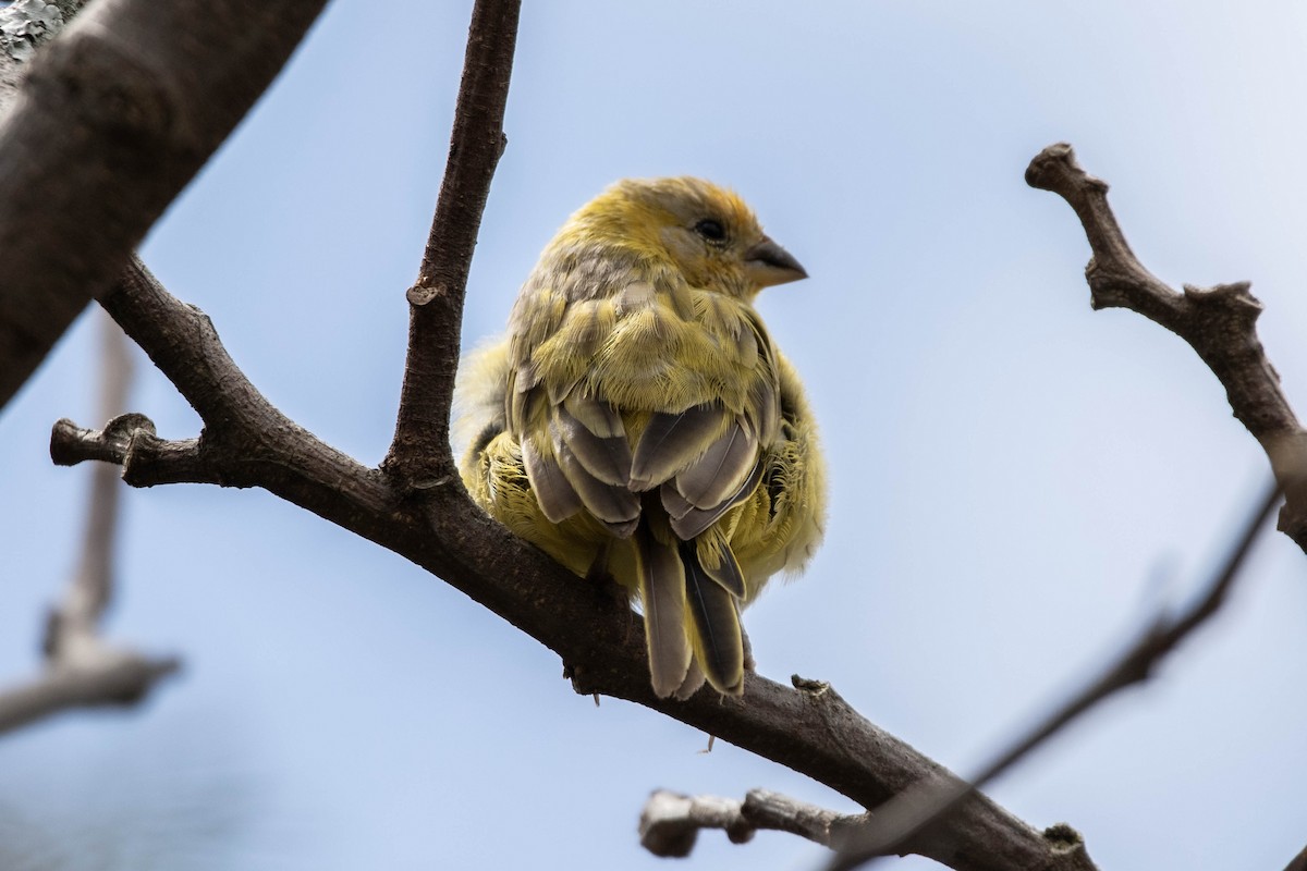 Saffron Finch - ML620794689