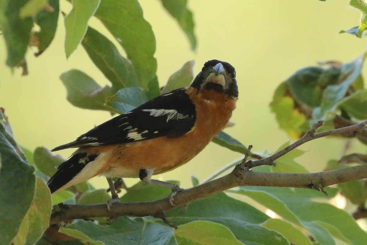 Cardinal à tête noire - ML620794690