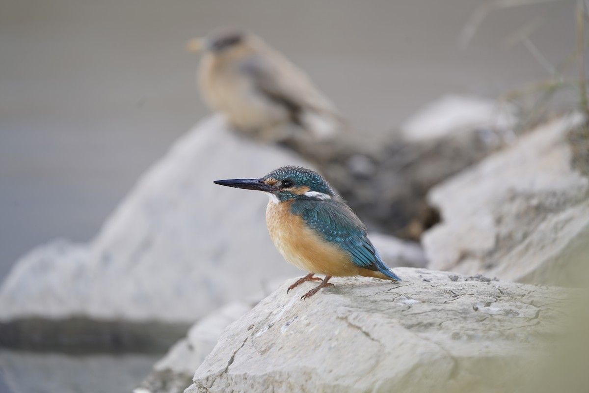 Common Kingfisher - ML620794691