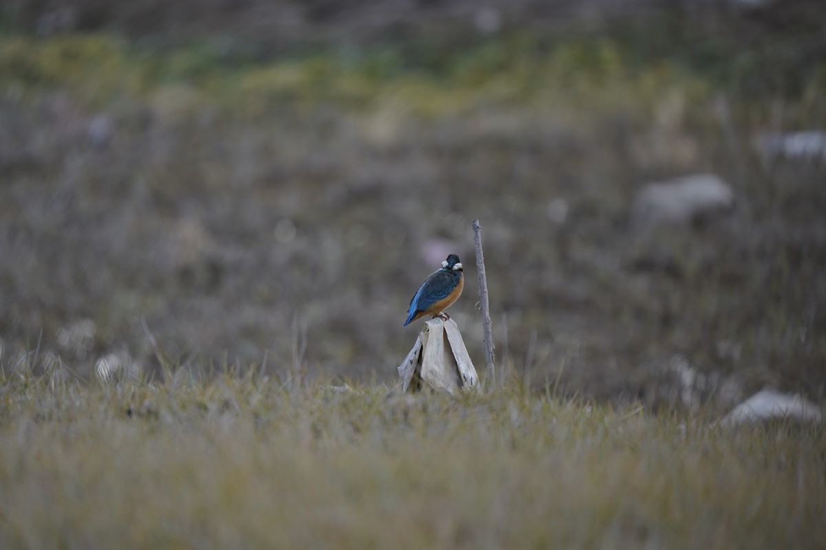 Common Kingfisher - ML620794692