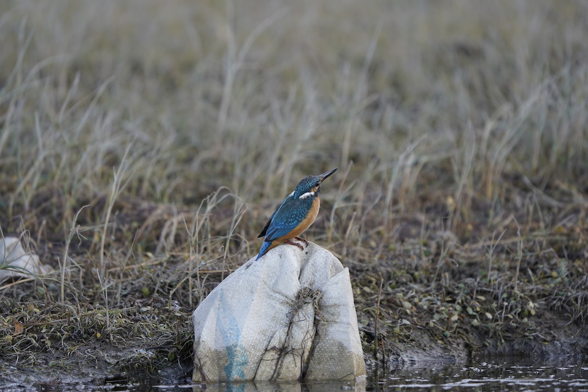 Common Kingfisher - ML620794694