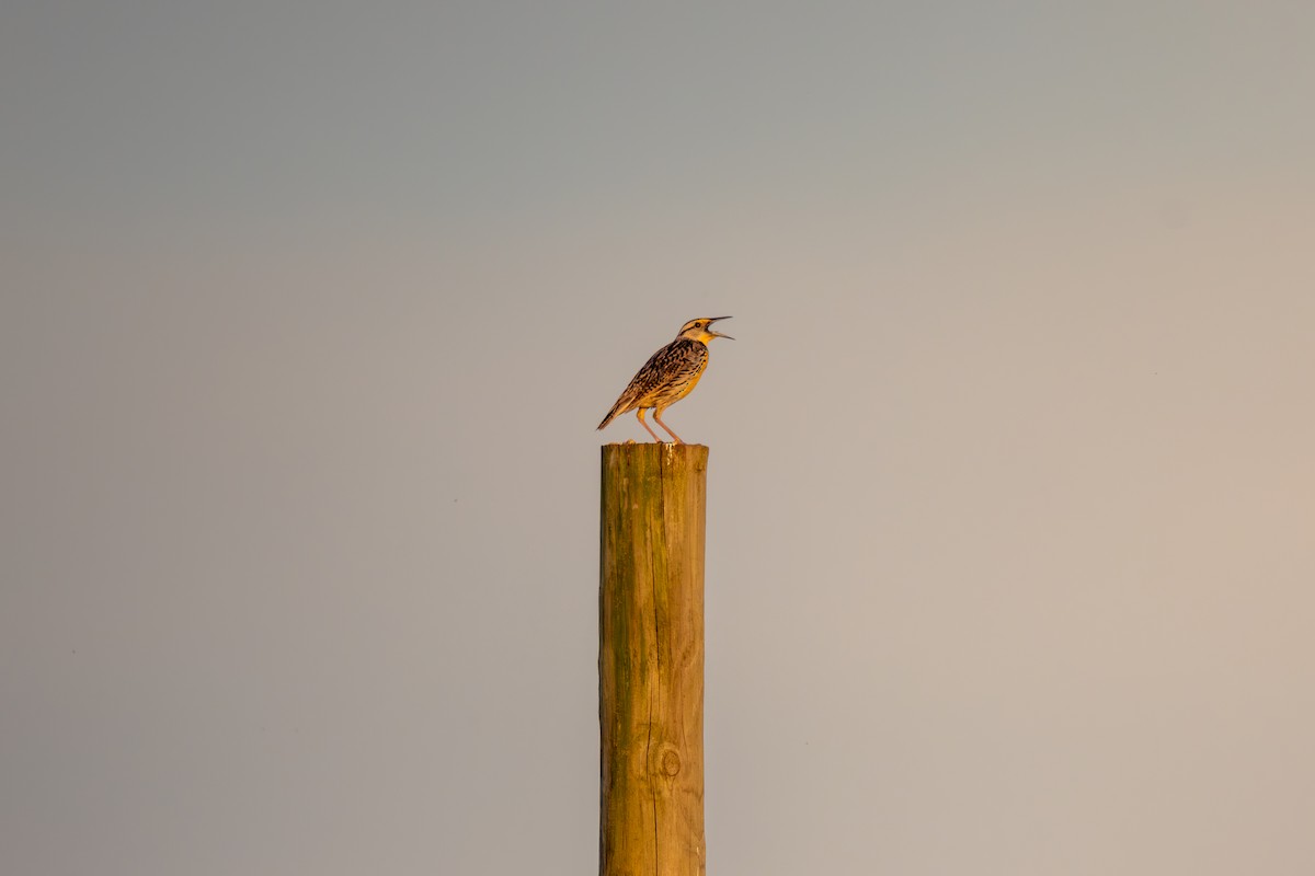 Eastern Meadowlark - ML620794695