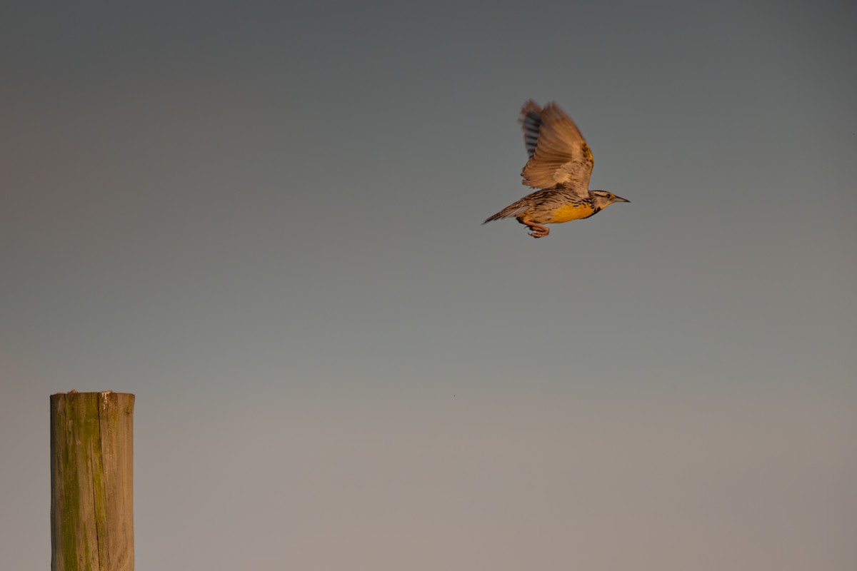 Eastern Meadowlark - ML620794696