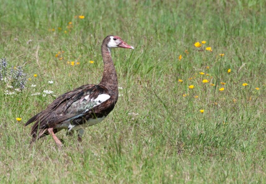 Spur-winged Goose - ML620794703