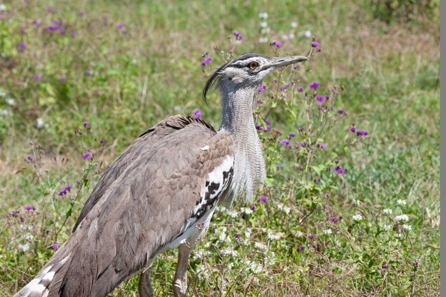 Kori Bustard - ML620794707