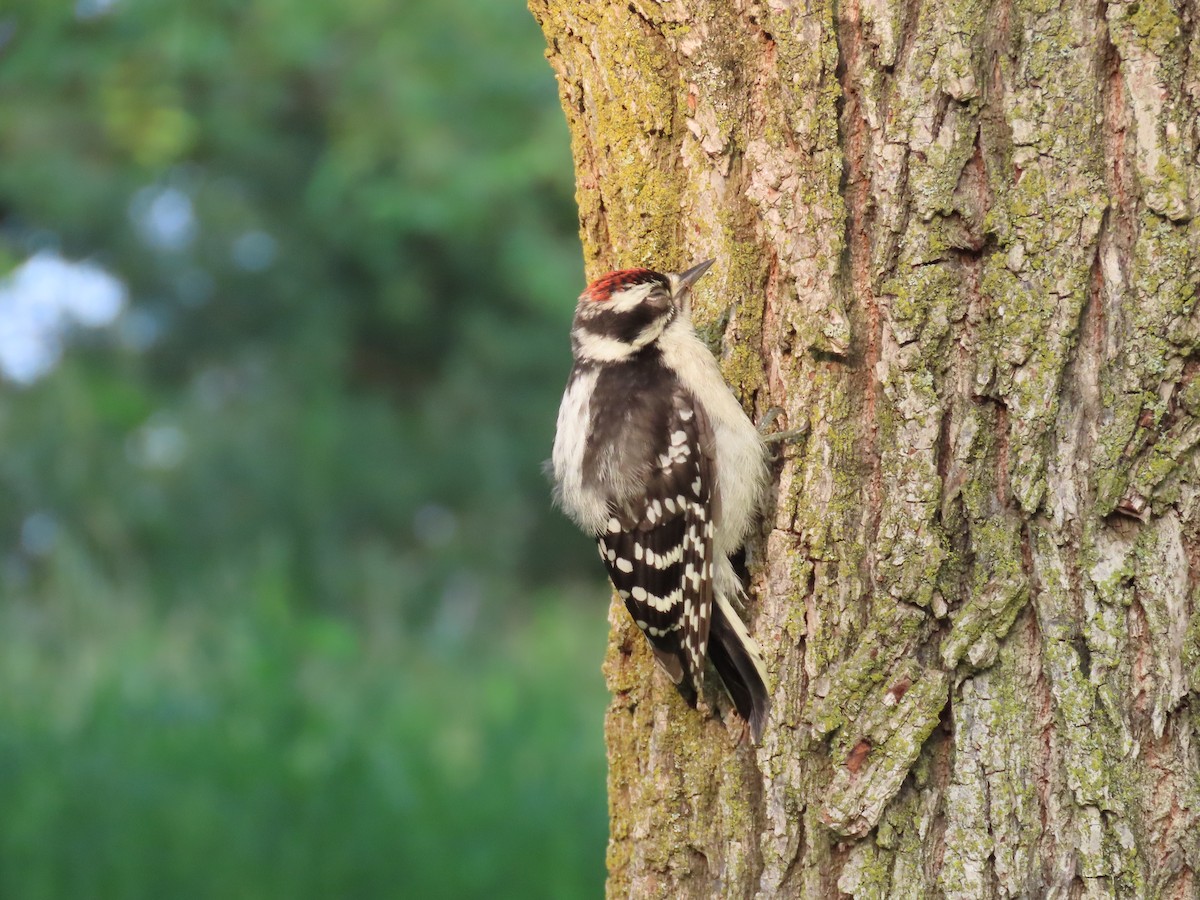 Downy Woodpecker - ML620794709