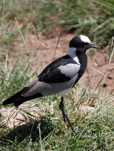 Blacksmith Lapwing - ML620794711