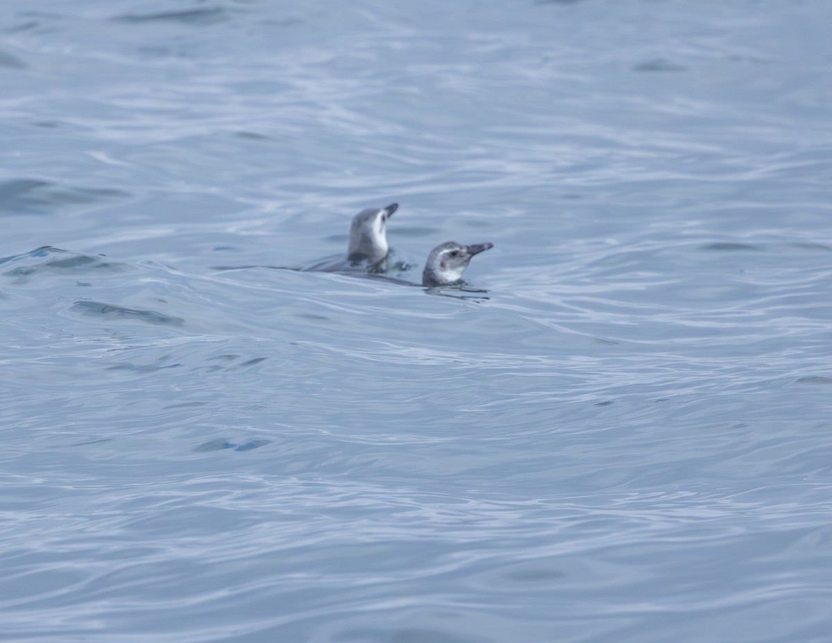 Magellanic Penguin - ML620794716