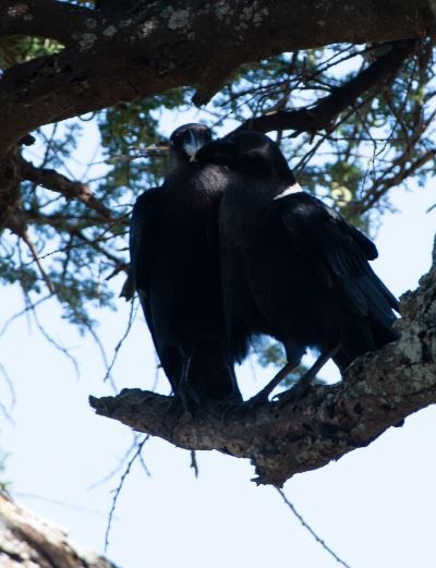 Corbeau à nuque blanche - ML620794727