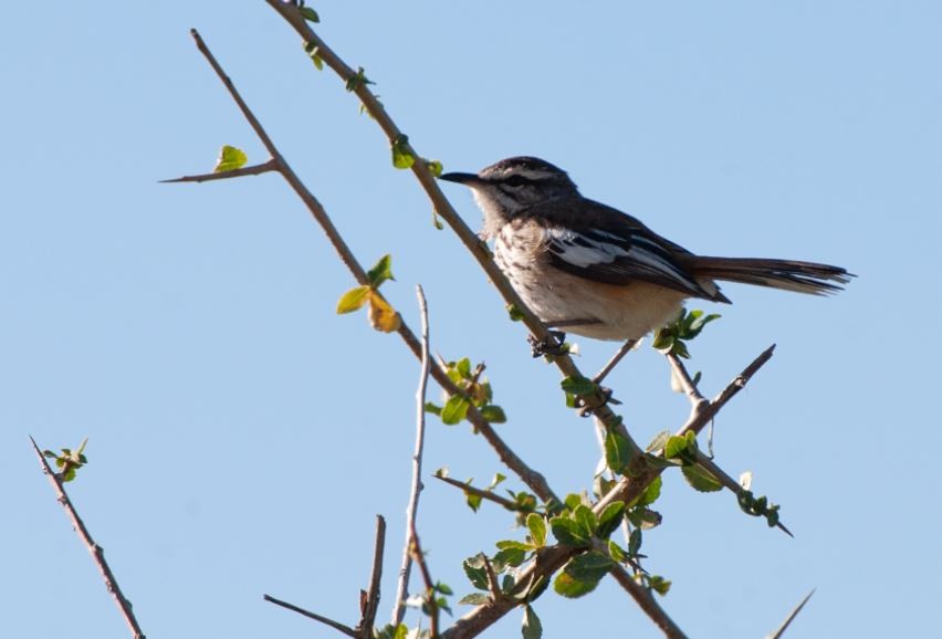 Red-backed Scrub-Robin - ML620794732