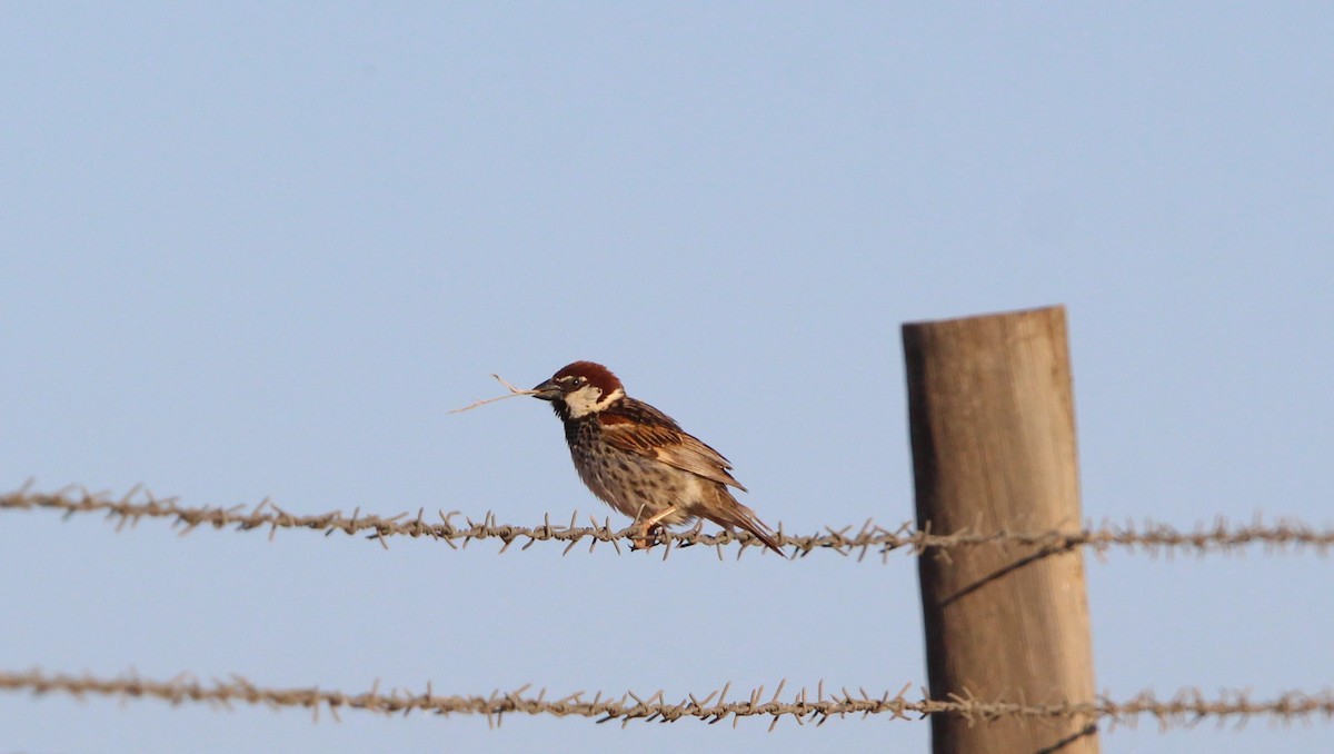 Spanish Sparrow - ML620794733