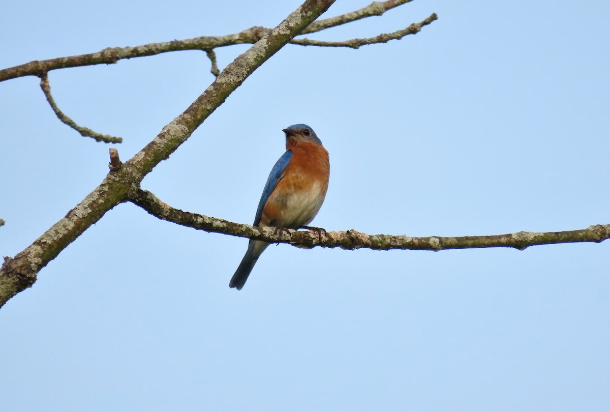 Eastern Bluebird - ML620794735