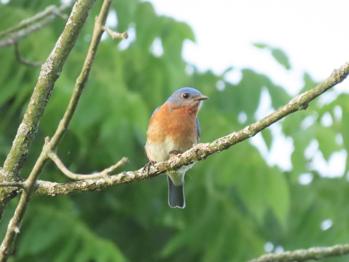 Eastern Bluebird - ML620794736