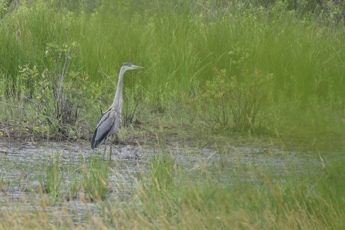 Great Blue Heron - ML620794738