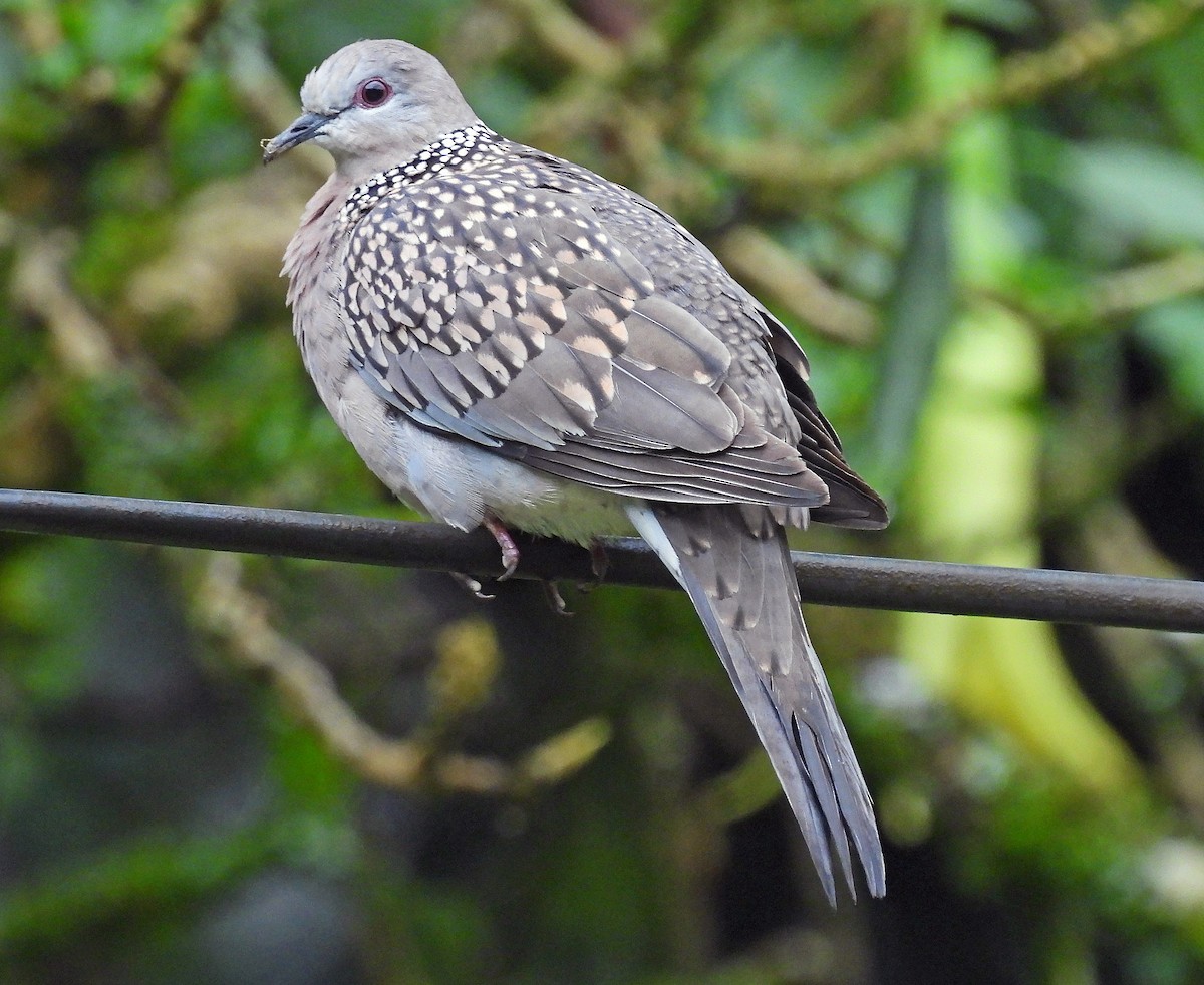 Spotted Dove - ML620794739