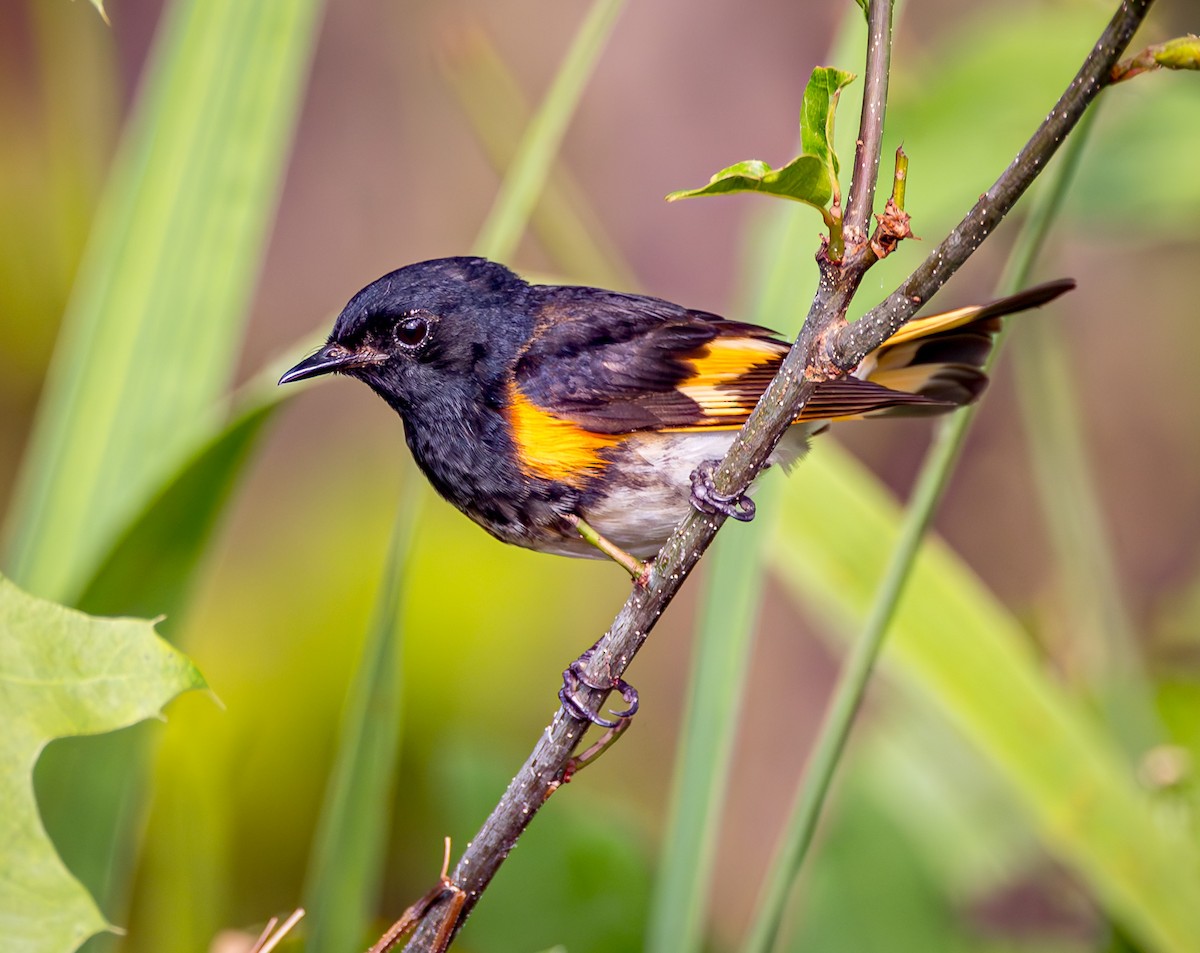 American Redstart - ML620794741