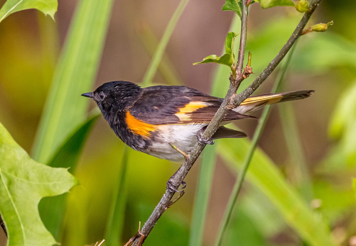 American Redstart - Mike Murphy