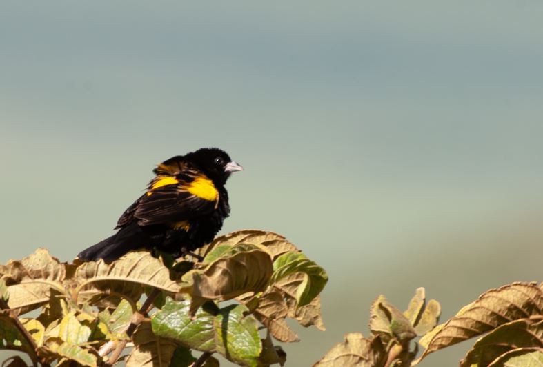 Yellow Bishop - Wei TAN