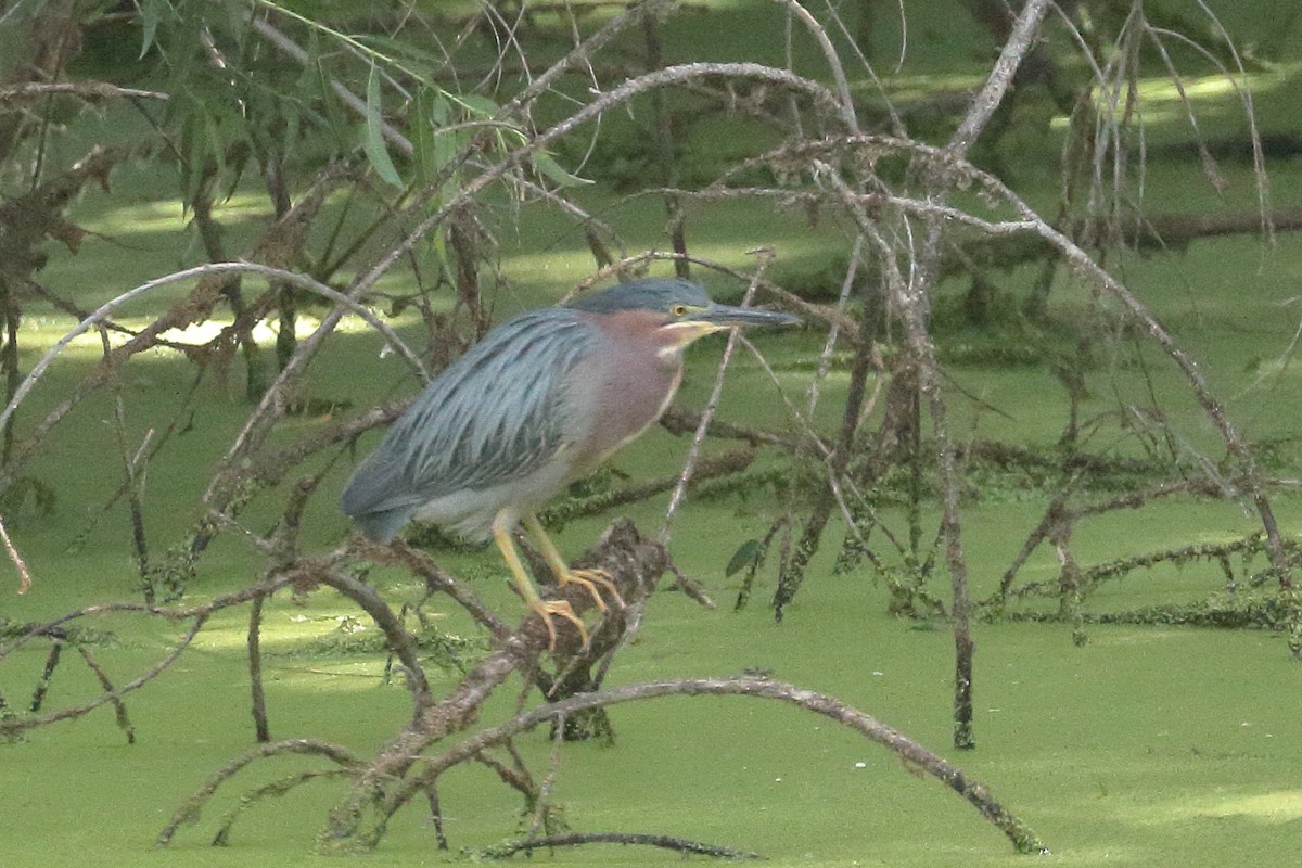 Green Heron - ML620794745