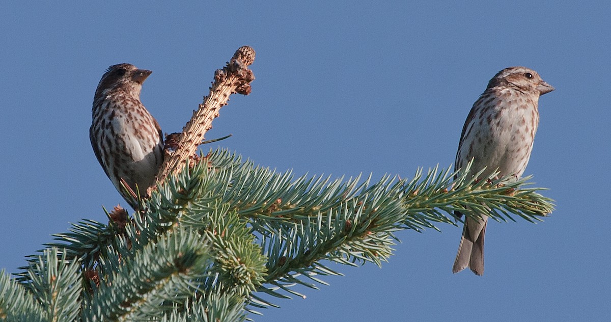 Purple Finch - ML620794747