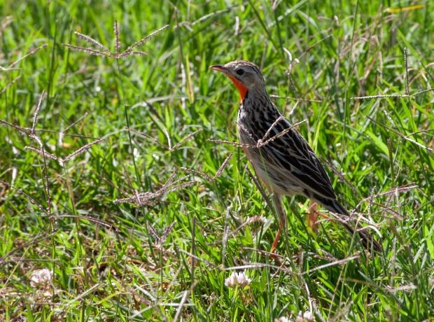 Rosy-throated Longclaw - ML620794748