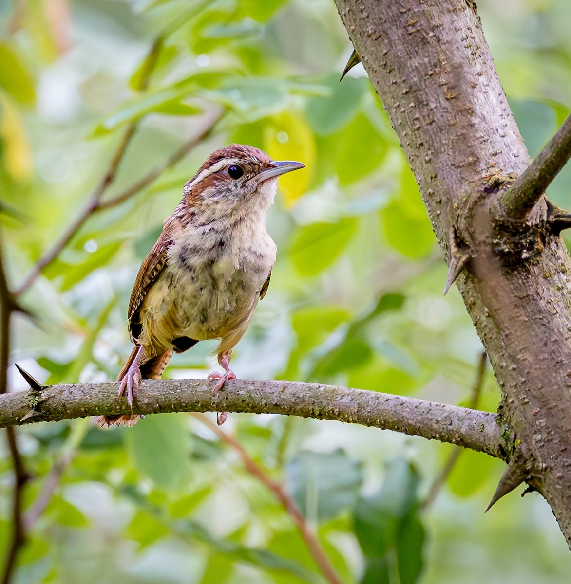 Carolina Wren - ML620794751