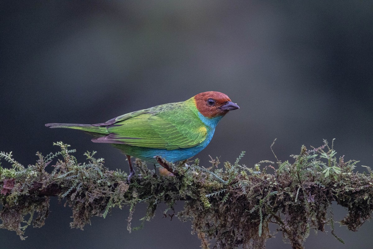 Bay-headed Tanager - ML620794753