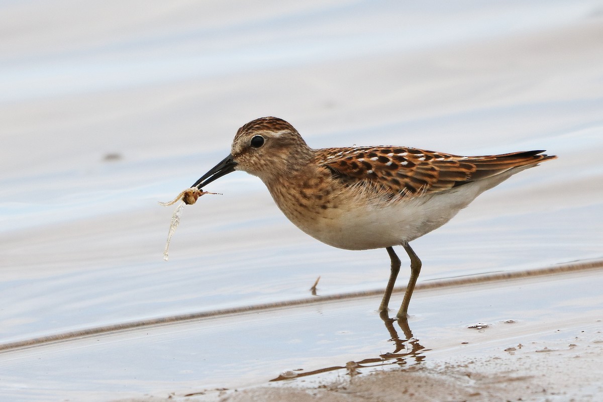 Least Sandpiper - ML620794754