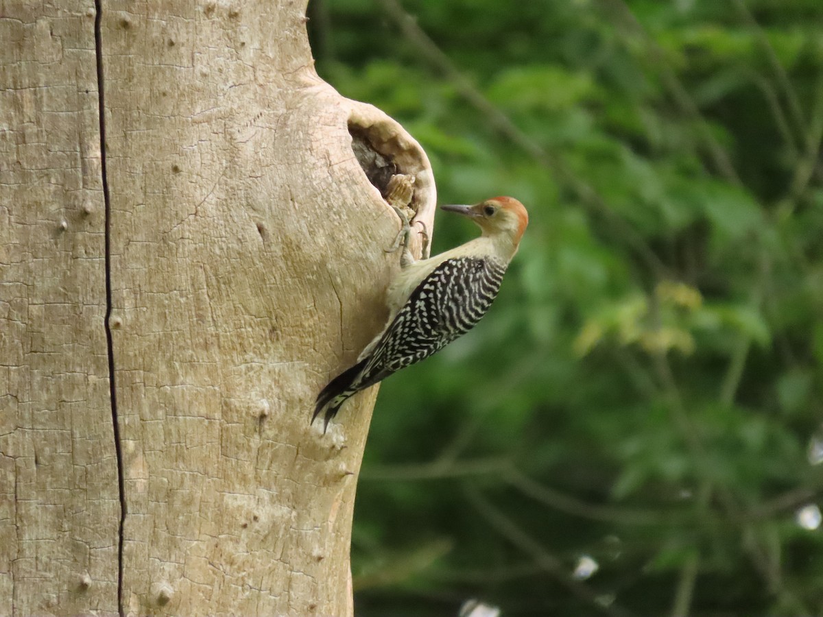 Red-bellied Woodpecker - ML620794755